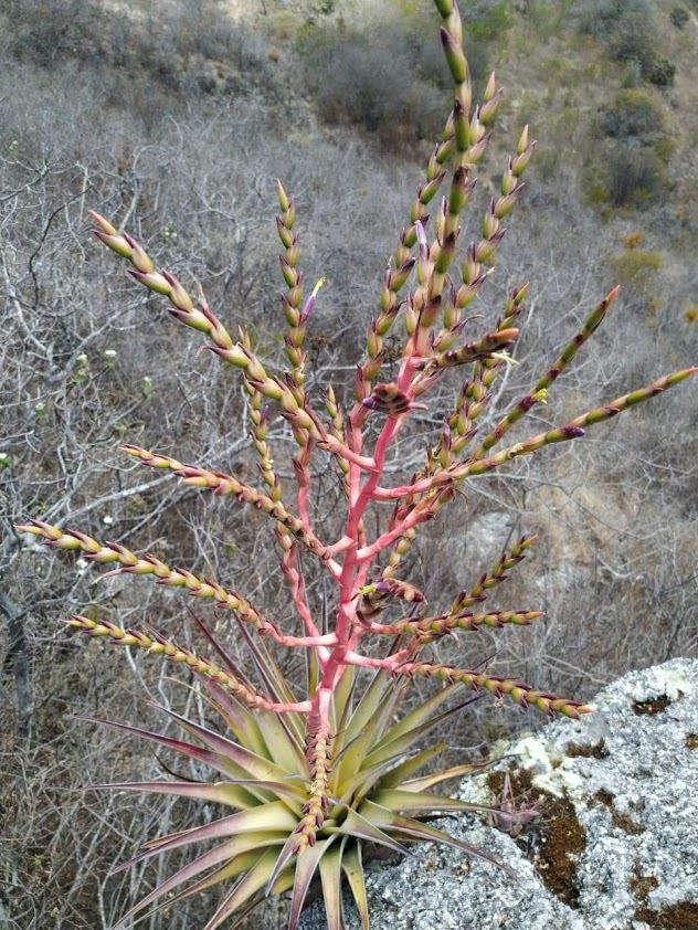Tillandsia dasyliriifolia